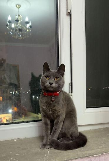 Кошки: Русская голубая — 2
