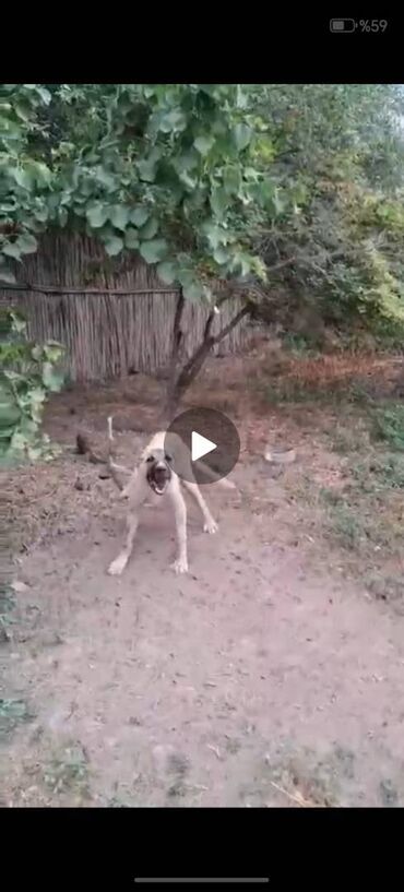 heyvan daşıma çantası: Kanqal, 5 ay, Erkek, Ünvandan götürmə