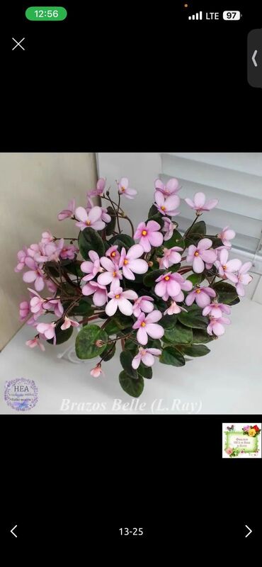 Фиалки и глоксинии: 🌱🌺🌱 Продаю сортовые ДЕТКИ стандартных, трейлерныхмини и полумини — 11