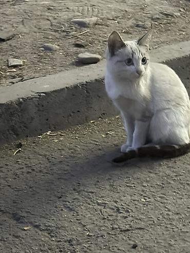 кошка в добрые руки: Срочно отдам даром в хорошие руки — 1
