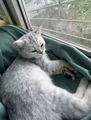 наполнитель для котов: Кошка даром: Скотиш Фолд (Шотландская вислоухая), 8 месяцев, Девочка, Метис, Приучена к лотку, Проглистована