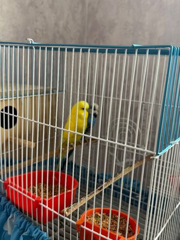 Bülbüllər: 1 cut vistivka ve cut valnis papuqay hazir cavan cutlerdi — 9