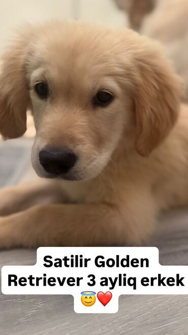 Pişiklər: Retriever, 3 ay, Erkek