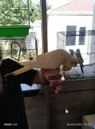 Tutuquşları: Korella tek tek erkey dişi Cüt Valnist qəfəs Valnist 15 Azn balasi — 22