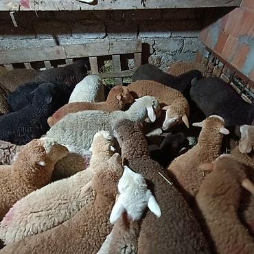 Quzu: Salam aleyküm dişi quzlar205 mantda kom 14 quzdu dişller. erkey — 11