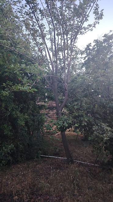 Деревья: Salam Novxanıda 6sot bağ satılır sotu 9mine bağda cərəyan elektrik var — 4
