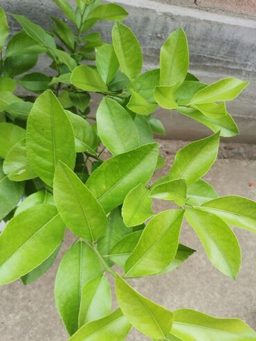 Limun: Stablo limuna, sa plodom, u cvetu. vise komada — 8