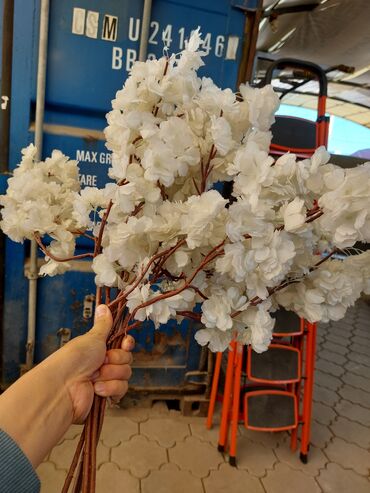 елка белая: Продаю б/у цветы Есть белая и розовая сакура. Высота 60-70см Писать
