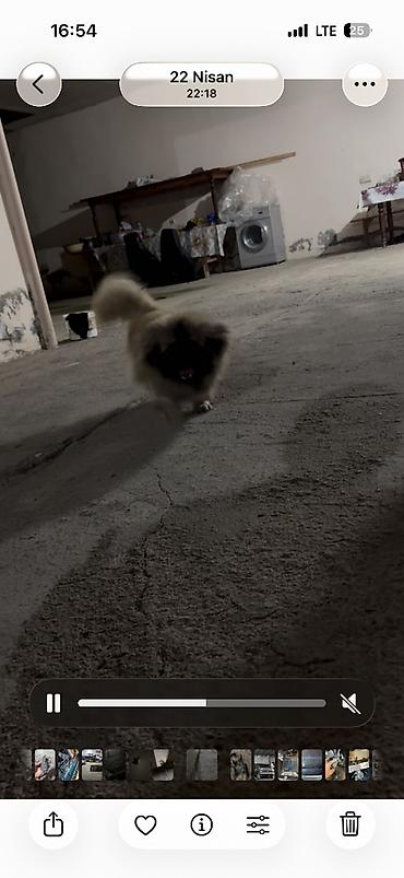 tap az qaz balalari: Pekines, Erkək — 1