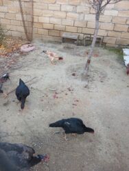 Xoruzlar: Cins: Uzunboyun yerli döyüş tipli toyuq-quş (xanxır/mix) Təsvir: - — 14