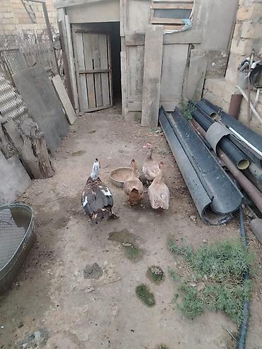 kuban ordəyi: Muscovy (indo) ördəkləri dəsti - yumurtalari satilir 2 manata. 1 — 2