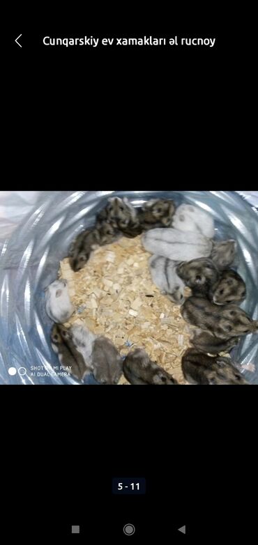 Gəmiricilər: Xamyaklar cunqariklar ən mehriban aqresiyası olmayan insana uyuşan — 6