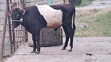 Inəklər, öküzlər: Dör baş bordaqlıq erkək cins danalar satılır — 17