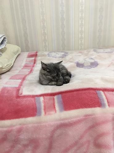 Отдам даром кошку: 2 месяца, Мальчик, Метис, Приучена к лотку — 1