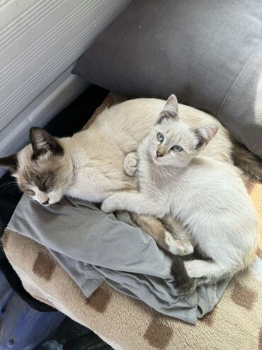 куда можно сдать кошку: Ищем добрый дом для двух хвостиков! 🐾 (Кот и кошечка малышка) Мы