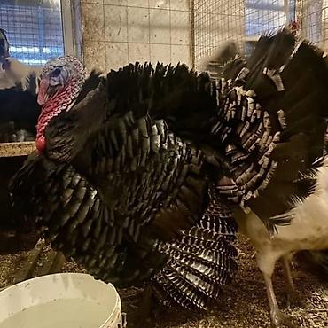 Индюки: Продаю | Инкубационные яйца, Индюшка (самка), Индюк (самец) | Бройлерная, Северокавказская | На забой, Для разведения | Племенные — 1