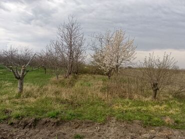 Torpaq sahələrinin satışı: Kənd təsərrüfatı — 18