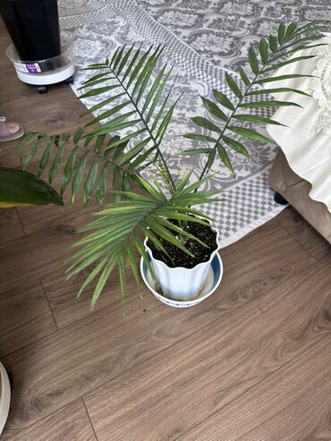 Замиокулькас (Долларовое дерево): Замиокулькас, также известный как долларовое дерево, представлен в — 6