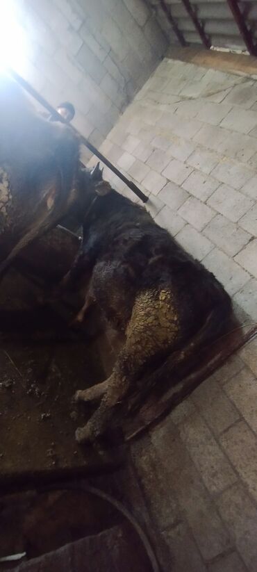 Коровы, быки: Продаю | Бык (самец) | Швицкая | Осеменитель — 1