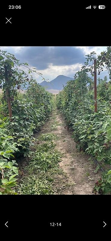 Теплицы: Тепличный комплекс каркасного типа - Арочные теплицы на металлическом — 12