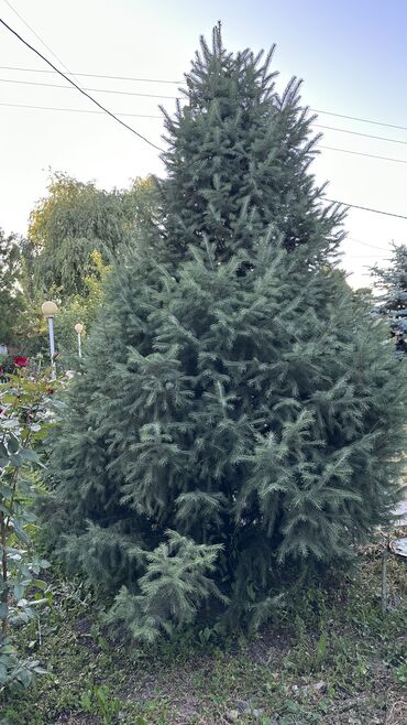 Ёлки: Ели 
Голубые ели — 11