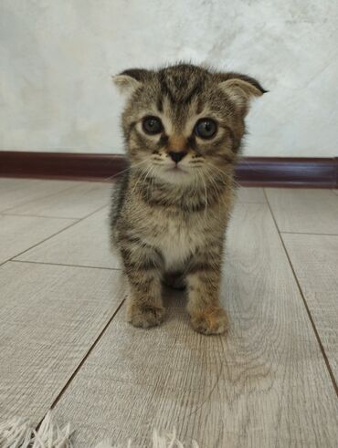 домик для кошек: Кошка даром: Скотиш Фолд (Шотландская вислоухая), 1 месяц, Девочка