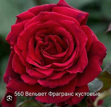 Роза: Саженцы Самовывоз at lalafo.kg — 7 Роза: Саженцы Самовывоз — 7