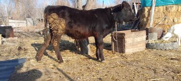 Коровы, быки: Продаю | Тёлка, Музоо, торпок | Абердин-ангус | На откорм | Искусственник — 4