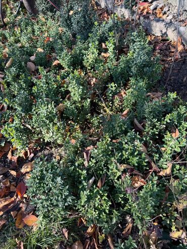 Şitillər: Şimşir tingləri satıram. Onlar dekorativ haşiyələr, hedcinqlər və — 27