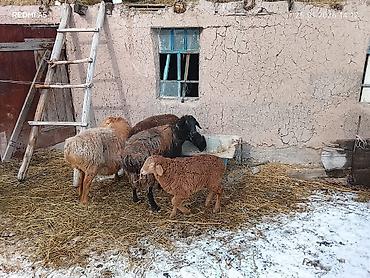 Баран, овца: Продаю | Овца (самка) | Для разведения | Матка — 4