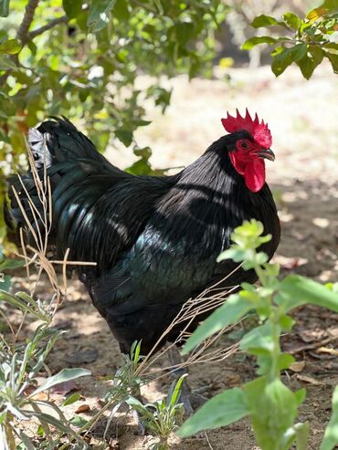 Xoruzlar: Xoruz, il: 1, Pulsuz çatdırılma — 7