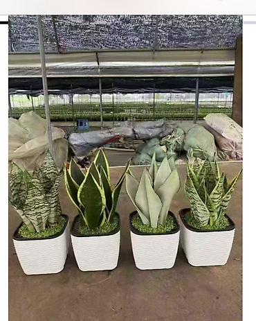 Аглаонемы: Аглаонема (Aglaonema) с вариегатной листвой — крупные — 74