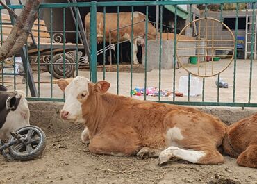 домики для хомяков: Сатам | Кунаажын, Уй (ургаачы) | Симментал | Сүт алуу үчүн | Асыл тукумдуу