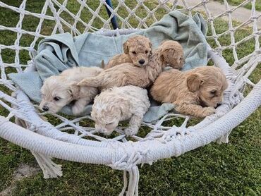Psi: Maltipoo štenci MALTIPOO štenci izuzetnog kvaliteta i izgleda, veoma — 5
