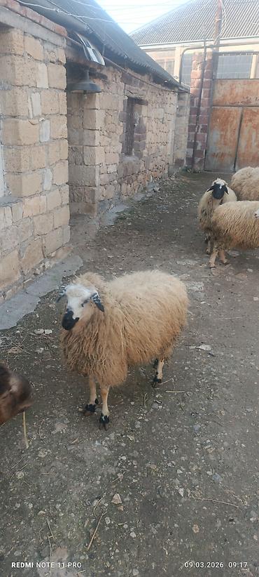 Qoyunlar, qoçlar: Satışda: qoyun sürüsü - Növ: yerli merinos qoyunlar (quzu və ana — 4