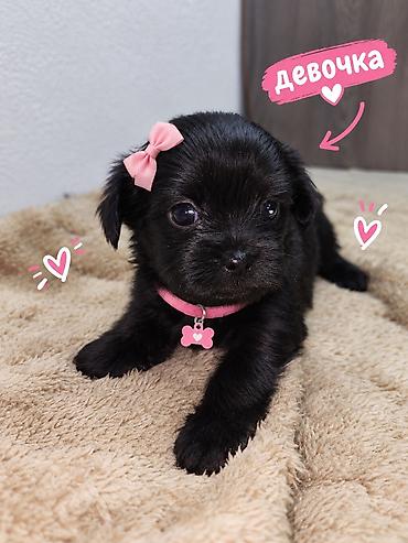 ягдтерьер щенки: ПРОДАЮТСЯ МИЛЫЕ ЩЕНЯТА! ❤️🐶 Ищем для наших малышей самых добрых и — 1