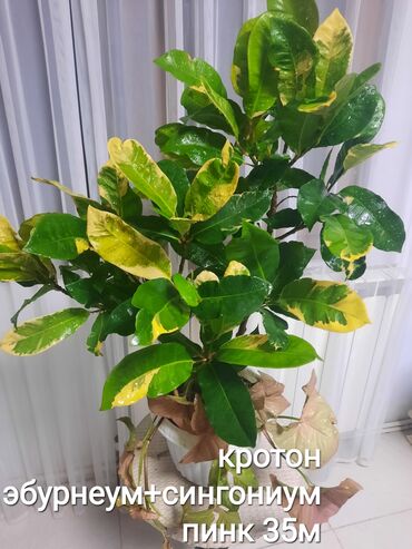 Otaq bitkiləri: Otaq bitkiləri kolleksiyası 1) Papоротnik – 20 m - Sərfəli otaq — 14