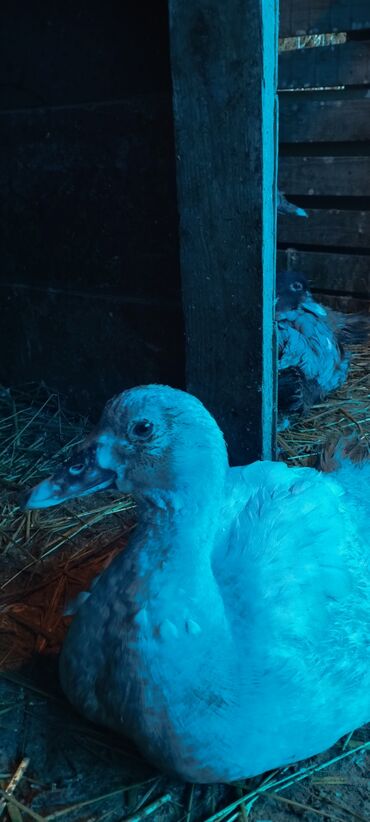 Ördəklər: 3 ay yarımlıq cins lal ördəklər (Lavanda, Krasnodar Macar Kül — 10