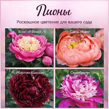 Другие садовые цветы и кустарники: Https://t.me/blooming_garden_kg Редкие и эффектные декоративные — 30