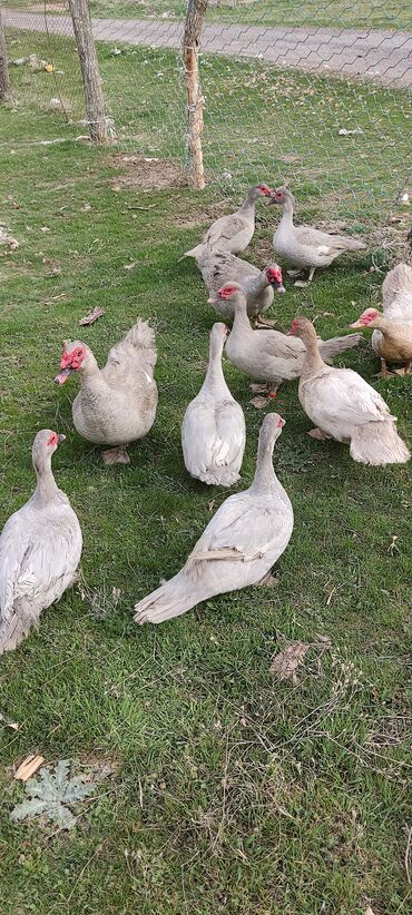 Другие с/х животные: Мускусная утка (индоутка), светло-серая окраска с красной маской на — 9
