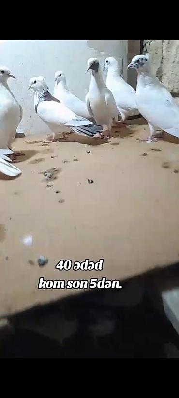 pisik yemi topdan: Kom 5 manatdan 40 ədəd quşdu bədrəng yoxdur hamsı ağ nişan quşlardı — 5
