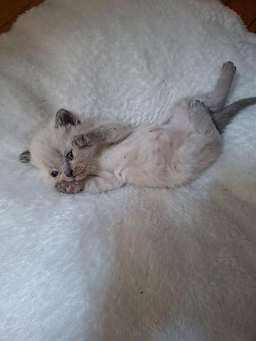 bengal cat: Siam, Yaxşı əllərə — 5