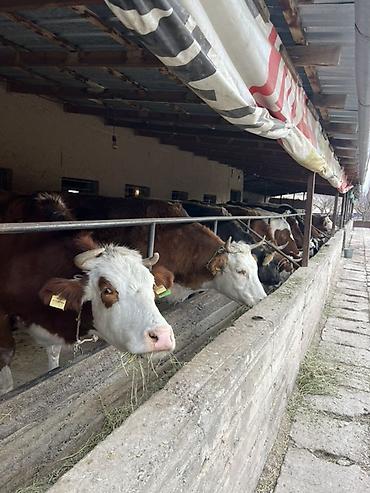 Коровы, быки: Продаю | Тёлка | Искусственник — 18