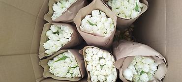 Тюльпан: Тюльпаны оптом - Цена: от 90 сом - Длина: 60 см - Тюльпаны с — 5