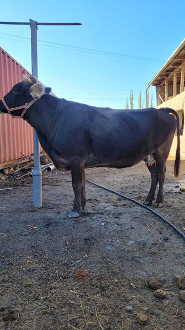 коровы дойные: Сатам | Бука (эркек) | Бордоп семиртүү үчүн | Асыл тукумдуу
