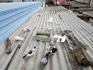 xaski satisi: Salam Goyercinler optom satilir 1 eded 6 Azn tek tek qiymetler ferqli — 5