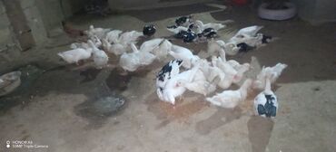 Ördəklər: Erkək, Ətlik — 5