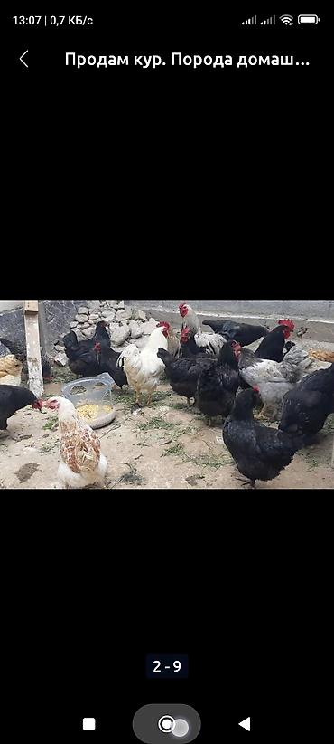 Куры, петухи: Продаю | Куры, Петух, Цыплята | Полубрама, Бройлерная, Бойцовая | На забой, Для разведения, Несушки — 4