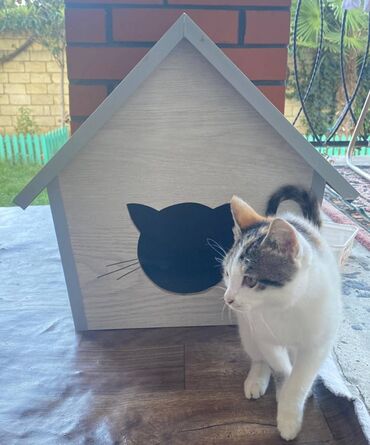 Yuvalar: Salam. Pişik, dovşan və itlər üçün keyfiyyətli yuvalara sifariş qəbul — 8