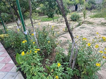 Bağ evlərinin satışı: SAHIBINDEN 🏡 ALBALILIQDA MÖHTƏŞƏM BAĞ EVİ – HƏM YAŞAYIŞ, HƏM DƏ — 20